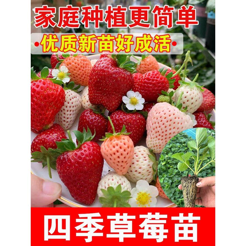 四季草莓苗盆栽好养红颜奶
