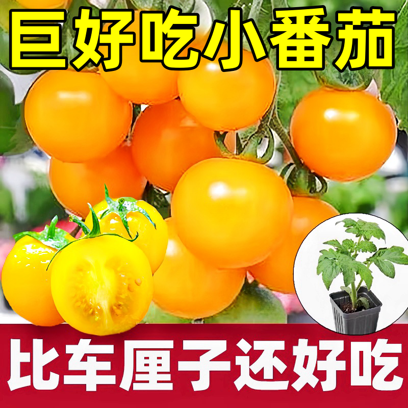 寿光超甜爆汁夏日阳番茄苗