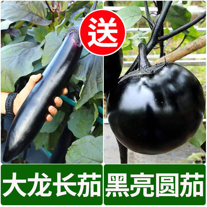 大龙茄子苗紫长黑圆农家庭