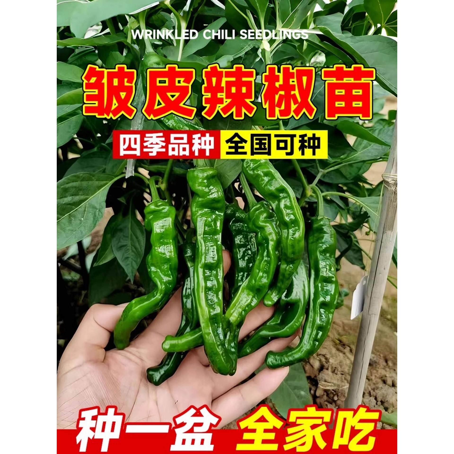 皱皮辣椒苗四季高产特各种