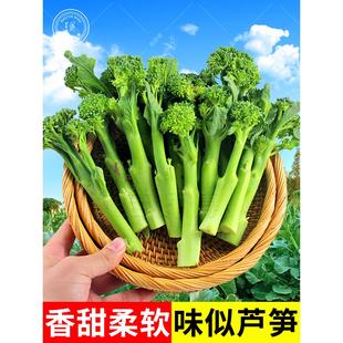 亚非西兰苔种子种籽菜心西兰菜苔青花芥兰芥蓝四季播蔬菜苗孑秧苗