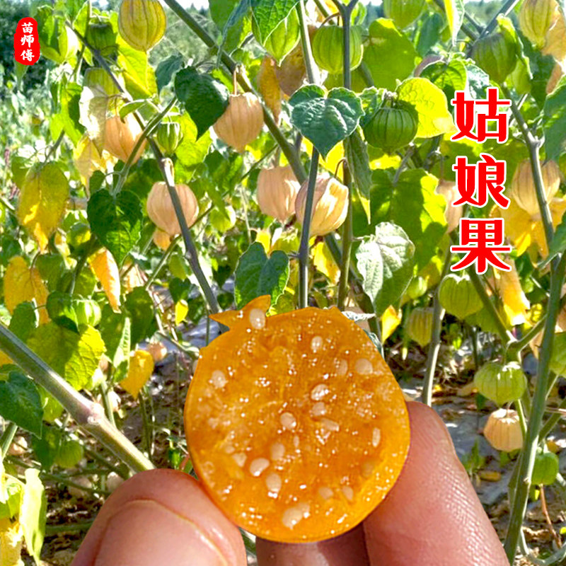 姑娘果灯笼种子籽红甜大黄