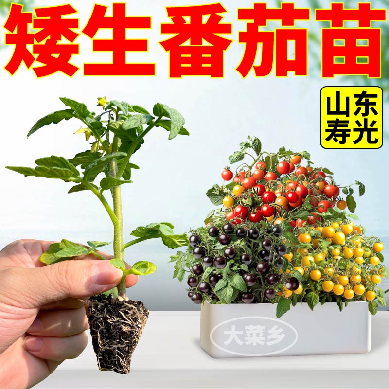 四季超甜矮生盆栽番茄苗秧
