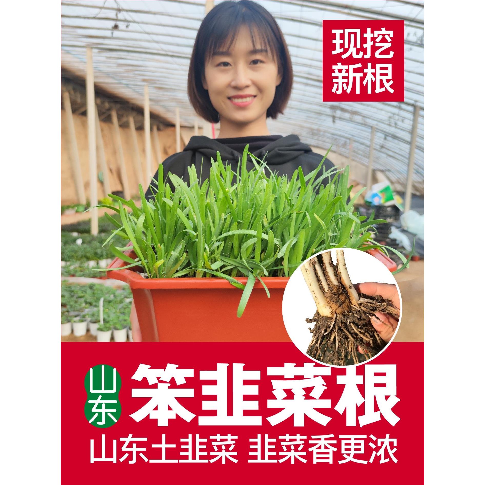 山东现挖笨韭菜苗盆栽阳台