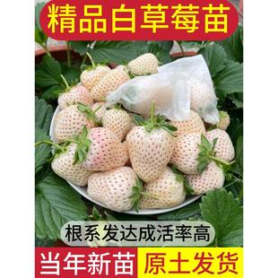 白雪公主草莓苗四季结果盆栽草莓苗秧穴盘苗天使ae建德白露梦之莹