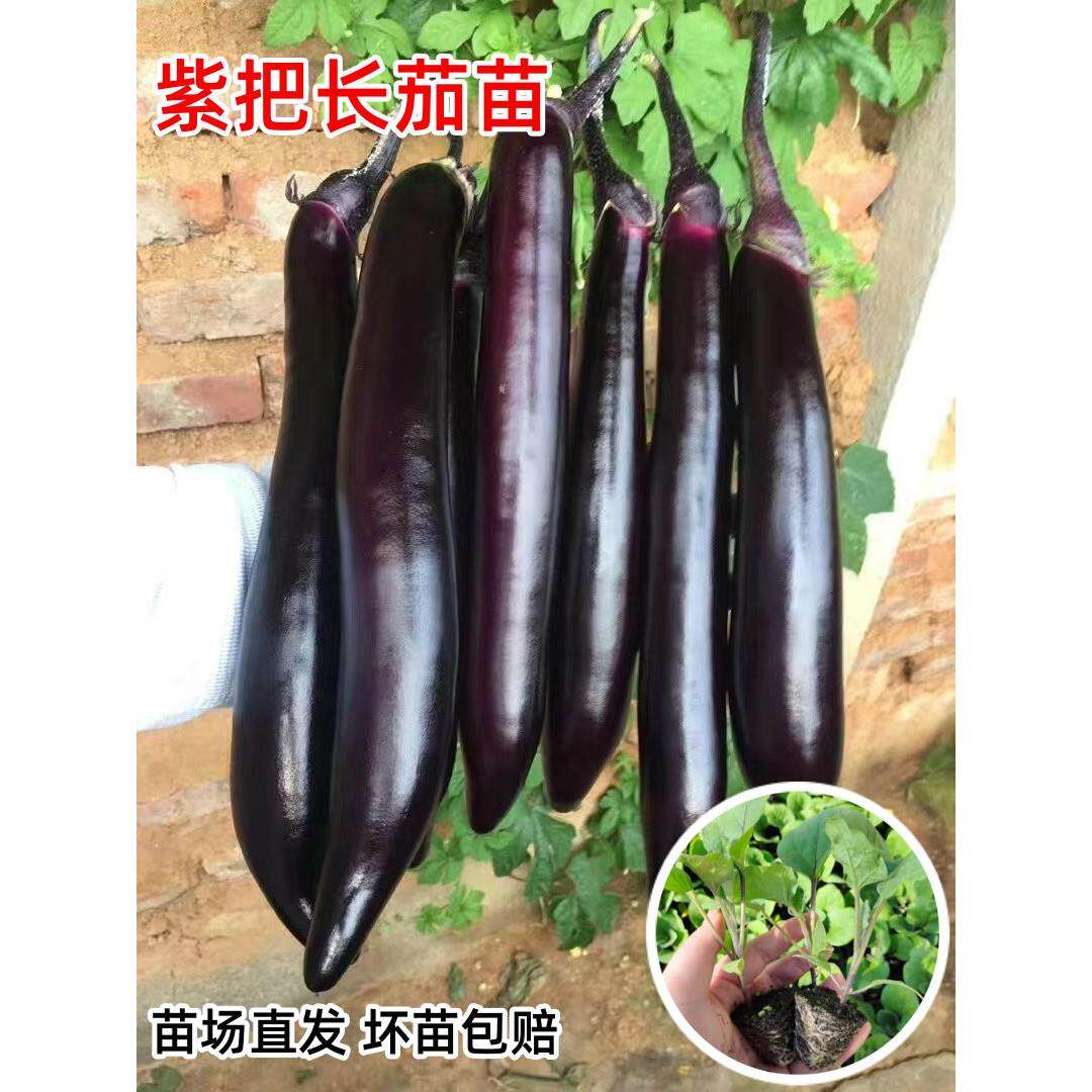 茄子苗秧苗紫把长茄苗大龙茄苗线茄幼苗黑圆茄种苗嫁接四季蔬菜苗