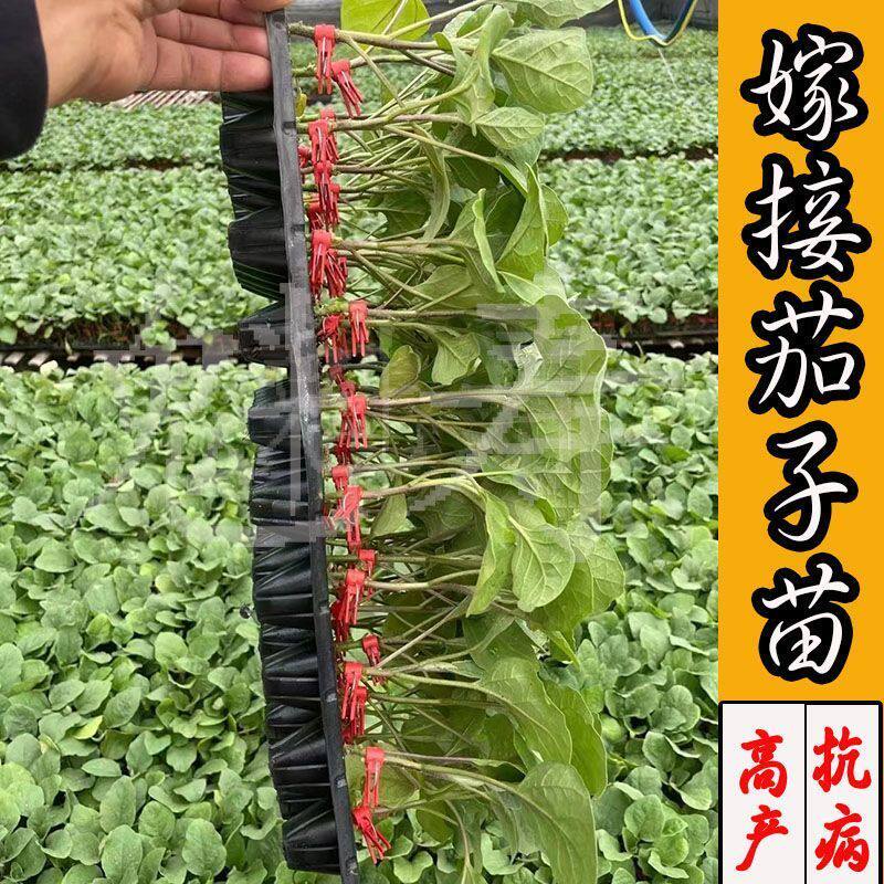山东寿光嫁接茄子苗高产紫黑圆茄大龙长茄秧苗杭茄四季盆栽春秋