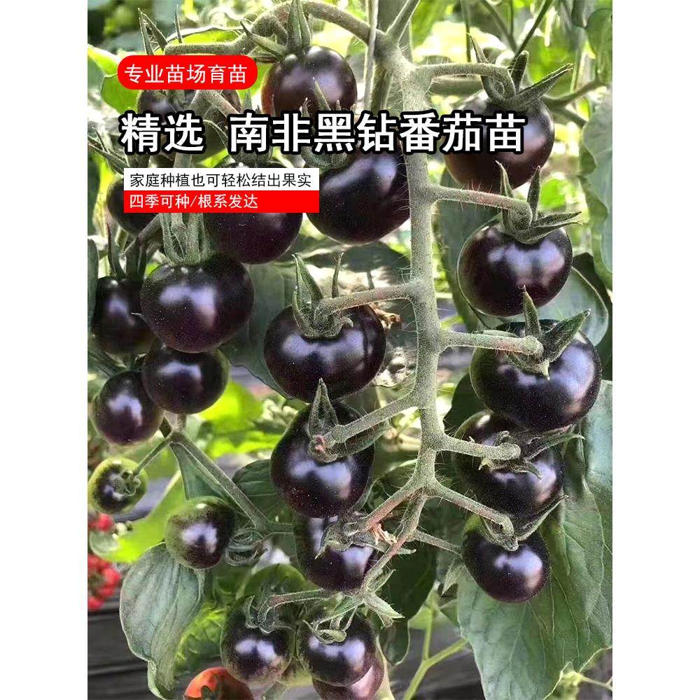 南非黑钻番茄种苗子小珍珠