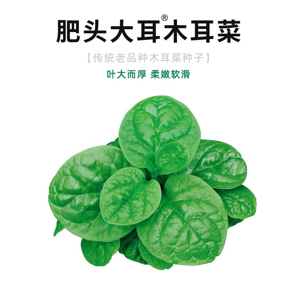 大叶木耳菜种子籽爬藤落