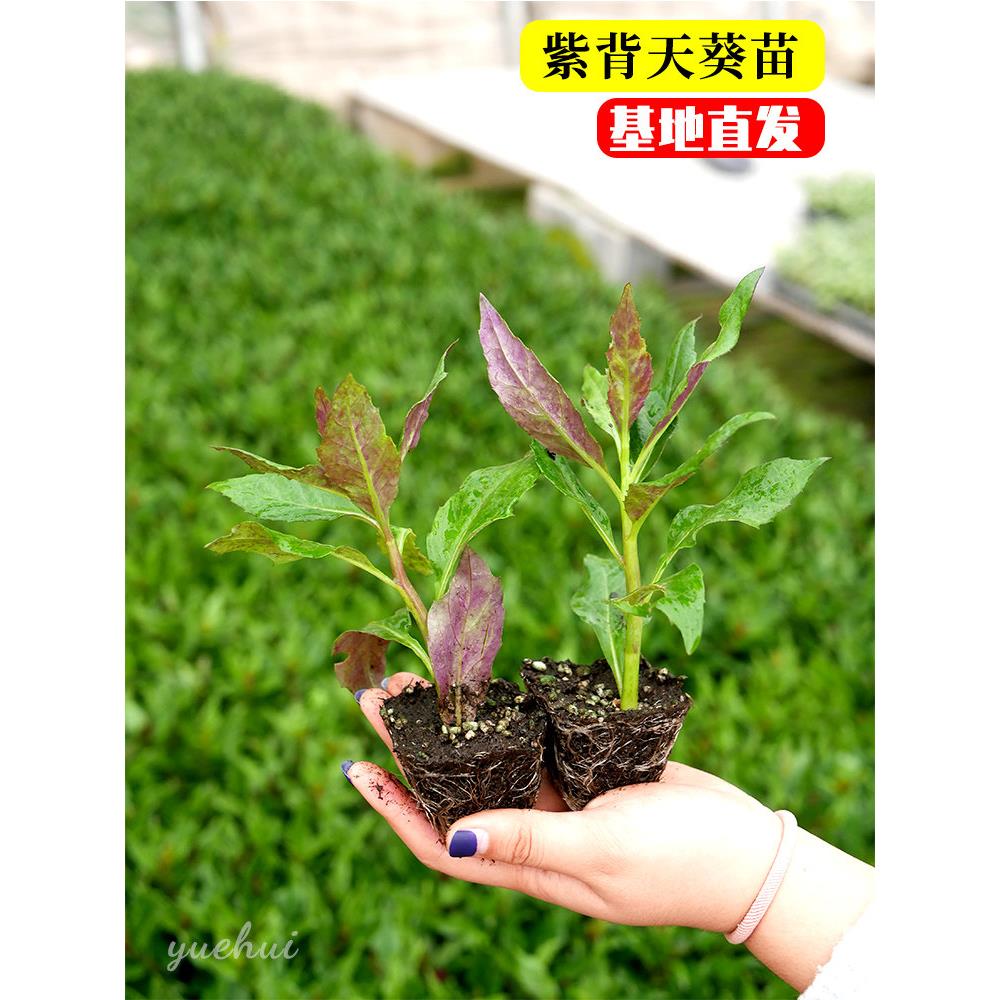 紫背天葵苗明月草金鸡毛菜