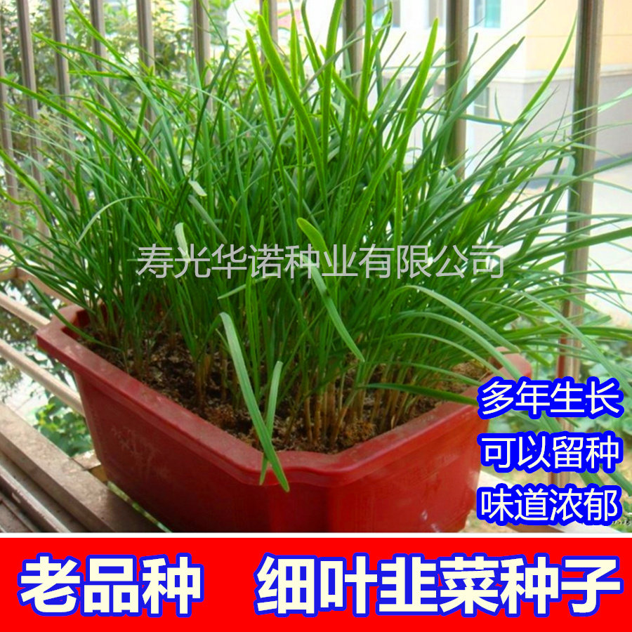 韭菜根苗现挖紫红细宽叶蔬