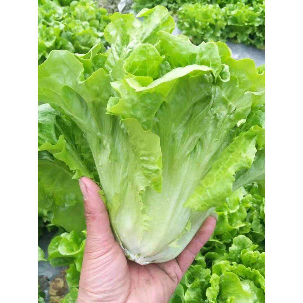 意大利生菜种子大全水培种籽四季高产蔬菜苗青菜农家菜籽耐热奶油