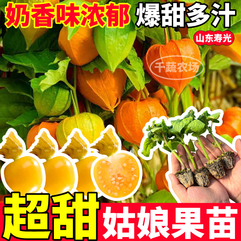 高产黄姑娘果苗秧超甜奶香