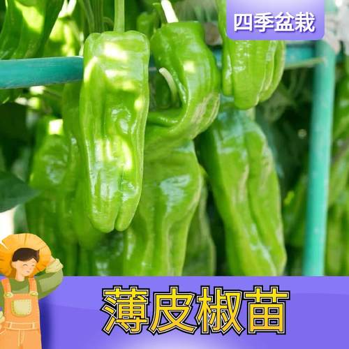 薄皮辣椒苗秧苗大果虎皮青椒苗微辣皱皮泡椒苗四季菜园盆栽南方种