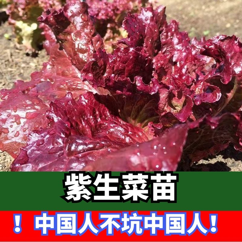 紫生菜苗紫叶生菜盆栽水培生菜苗多年生菜苗球苗奶油玻璃四季种植