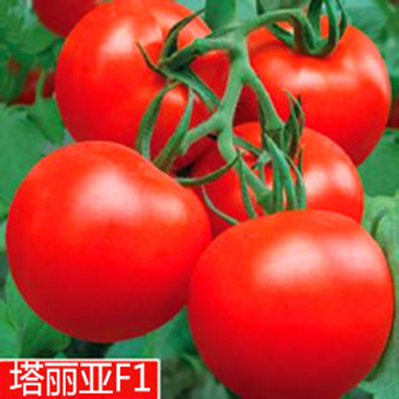大红果番茄种子西柿籽秧苗
