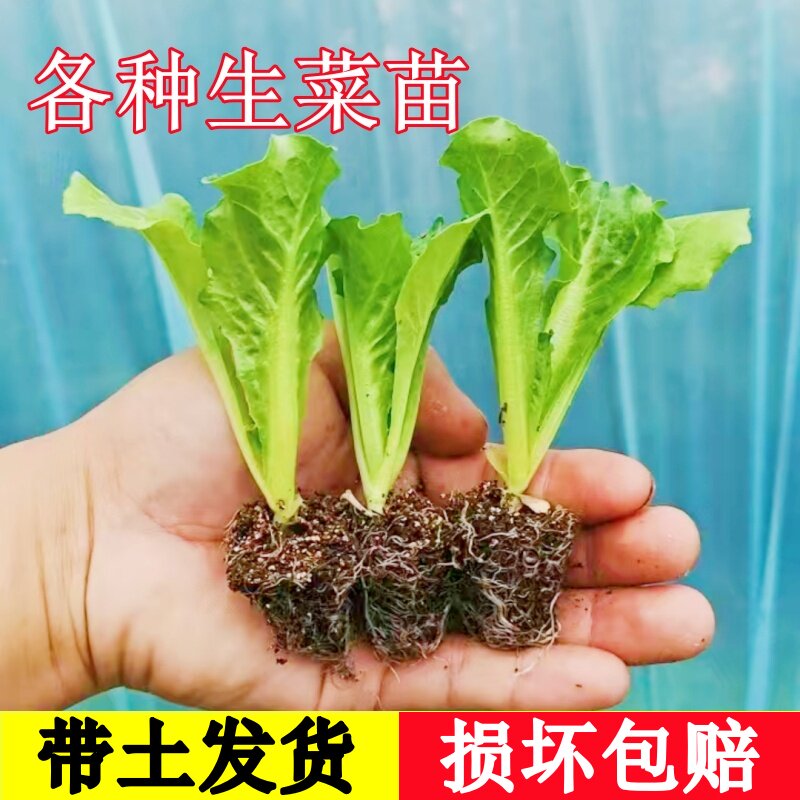 奶油生菜苗秧带土意大利罗