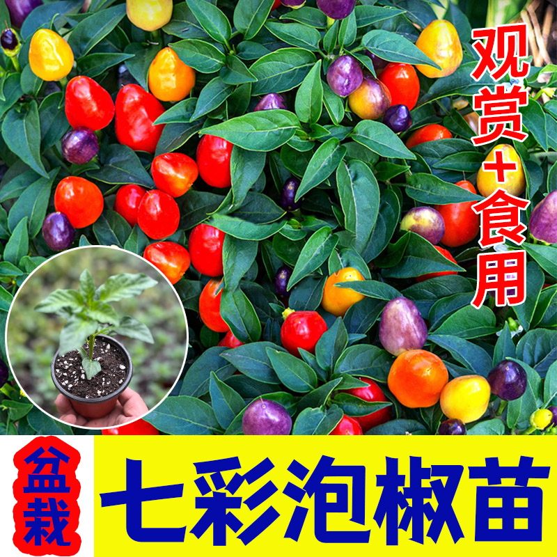 盆栽七彩泡椒苗辣秧种子观