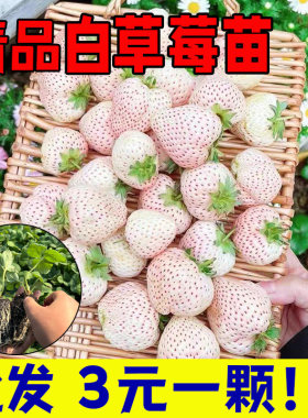 草莓苗四季阳台盆栽红颜奶油粉白黑红色草莓苗带土种植基质穴盘苗