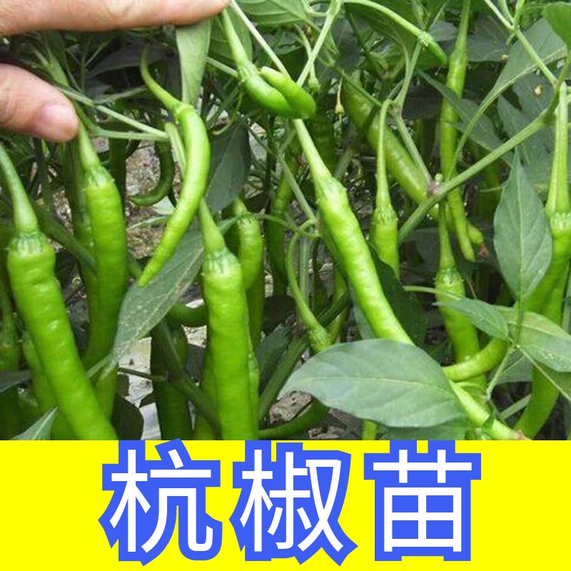 杭椒苗子杭椒秧苗四季蔬菜苗