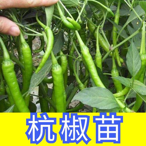 杭椒苗子杭椒秧苗四季蔬菜苗