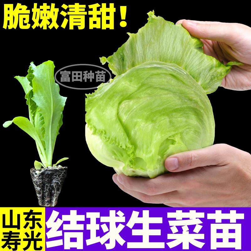 寿光包心紧实结球生菜苗秧