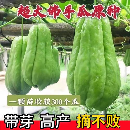 佛手瓜苗秧种带芽子籽孑白