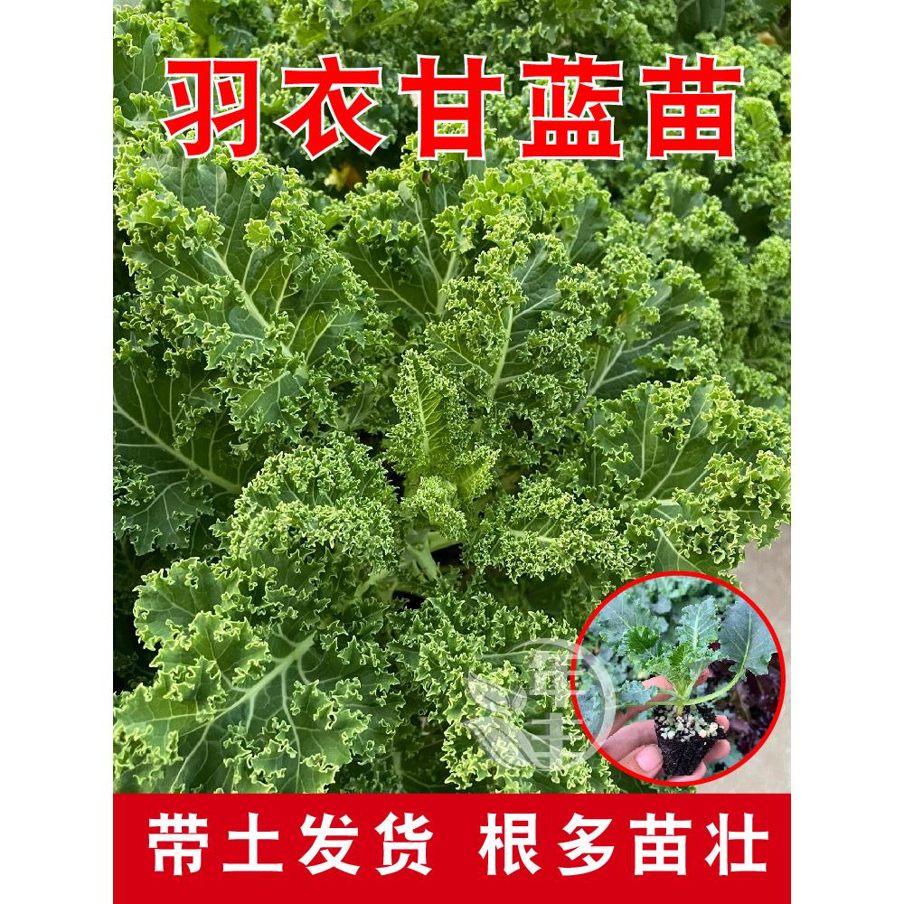绿甘蓝苗孢子牛心包菜羽衣