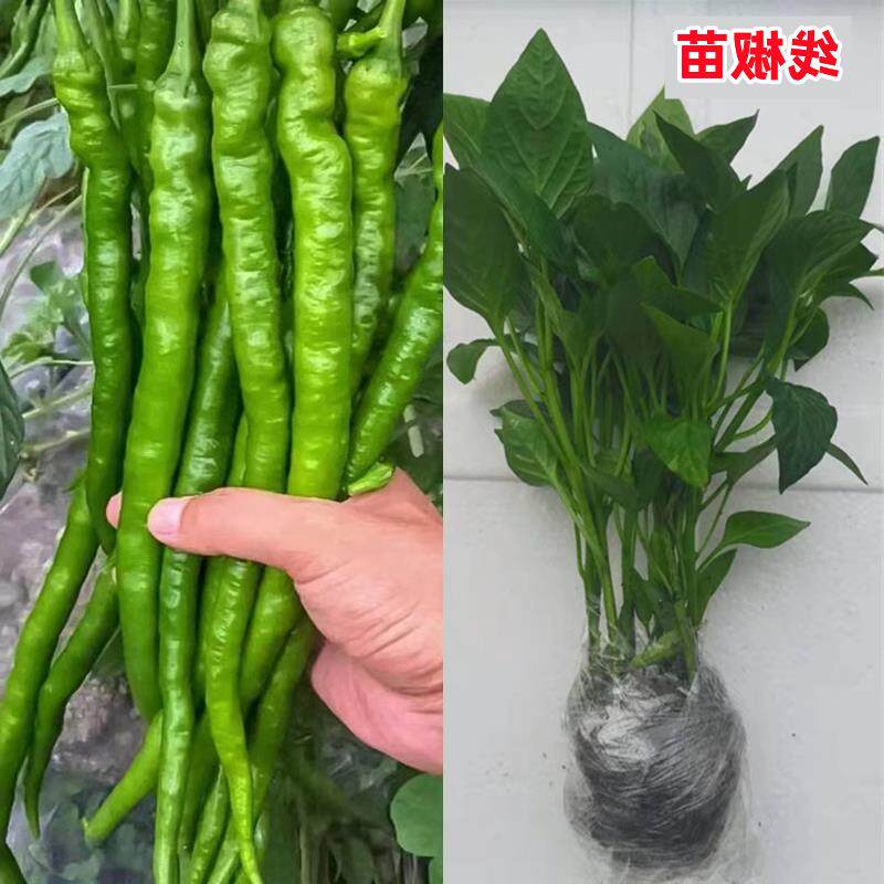 高产线椒辣苗长青尖二荆条