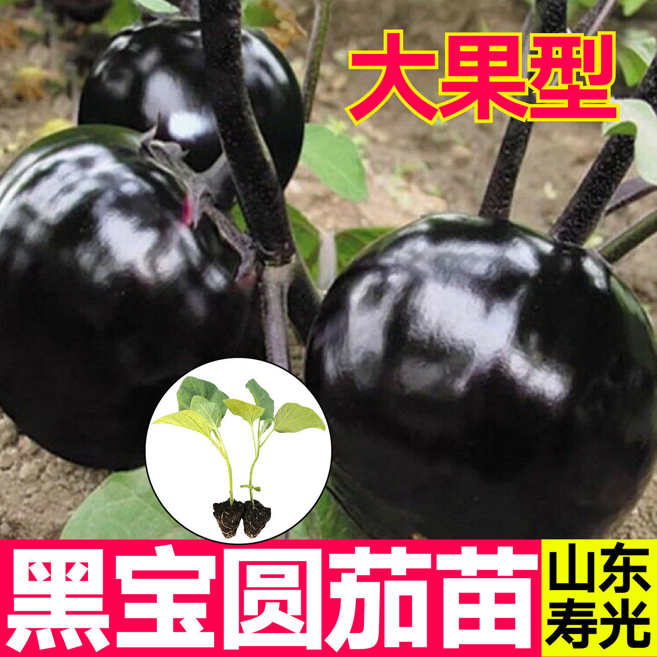 寿光黑宝圆茄苗秧带土球紫