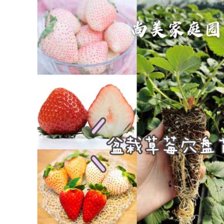 家庭园艺草莓苗果树阳台种