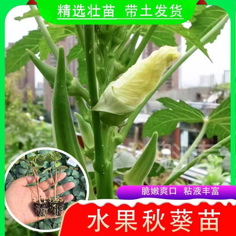秋葵苗熟水果秧耐老红黄绿