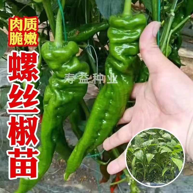 螺丝椒苗带土辣香种薄皮新图片