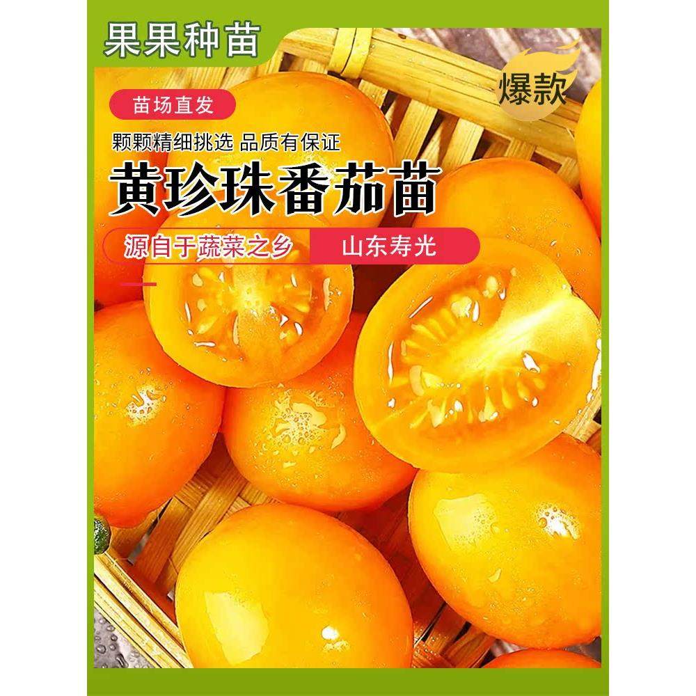 黄珍珠樱桃千禧圣女果瀑布