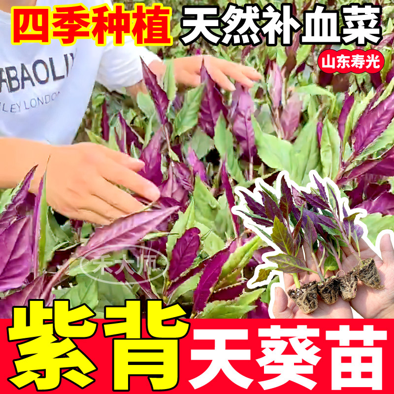 寿光紫背天葵苗秧带土球血