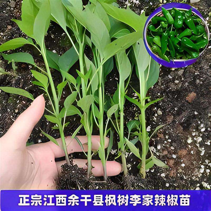 江西余干辣椒苗秧四季正宗