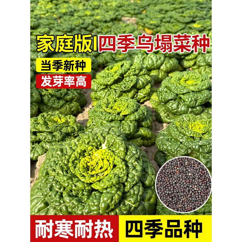 黄心乌菜种子籽塌雪里金花
