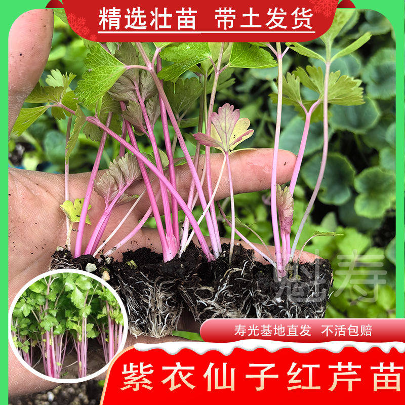 高铁荷兰红香芹菜苗秧四季
