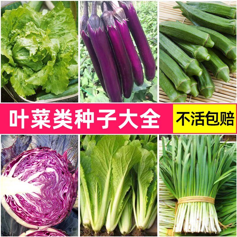 蔬菜种子籽孑苗四季阳台生菜辣椒茄子黄瓜丝瓜番茄韭菜西红柿芹菜