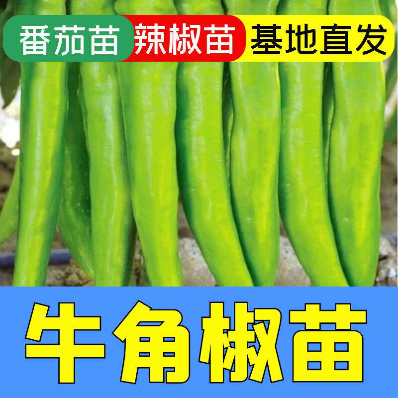 特大牛角椒苗子秧辣种青四