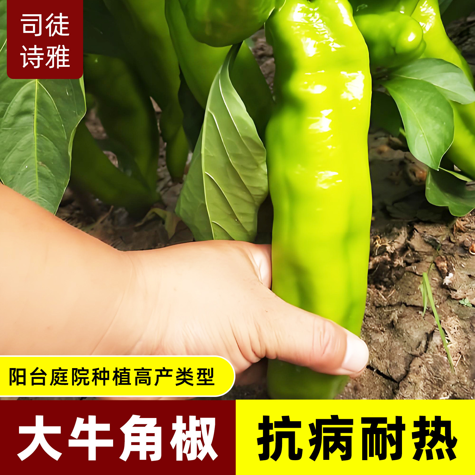 辣椒苗种子特大牛角羊青尖