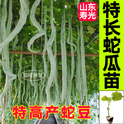 寿光特长蛇瓜苗秧高产豆带