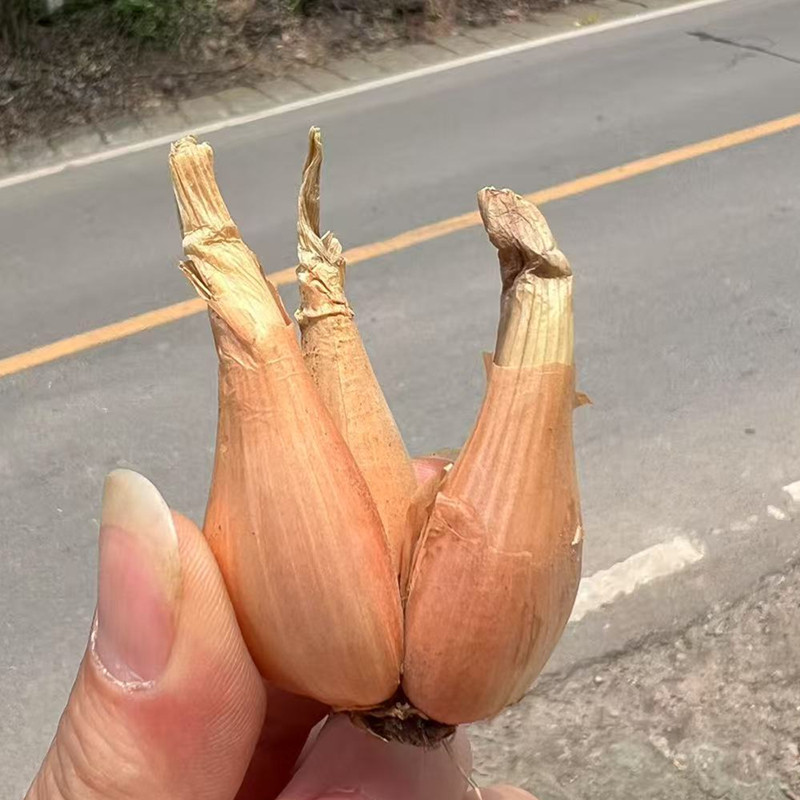 种植专用四川小香葱带芽红