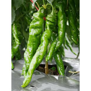 螺丝椒种子种籽苗辣椒盆栽菜苗蔬菜秧幼苗海椒秧苗正宗薄皮孑