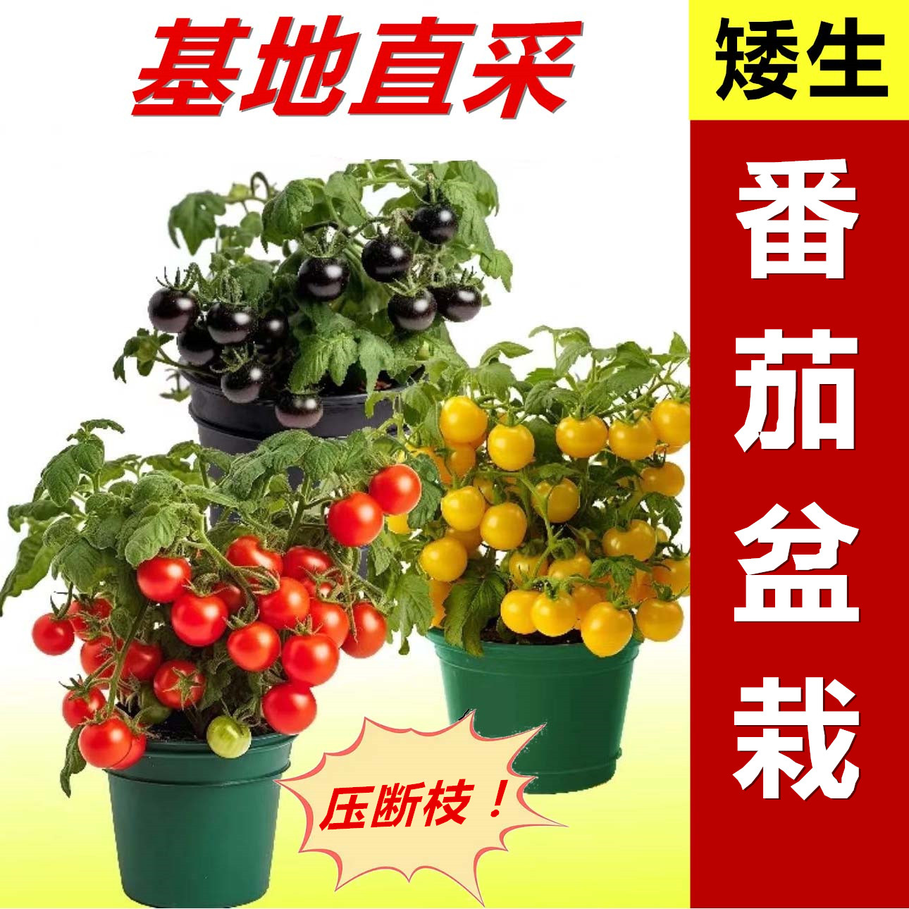 寿光矮生盆栽小番茄苗秧红