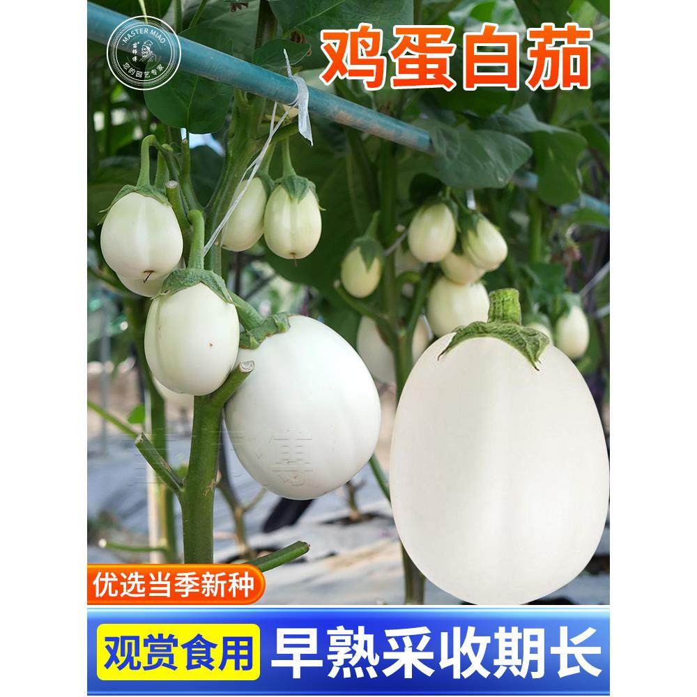 白茄子种籽圆长鸡蛋苗四季