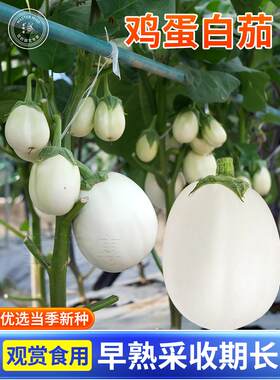 白茄子种籽圆长鸡蛋苗四季