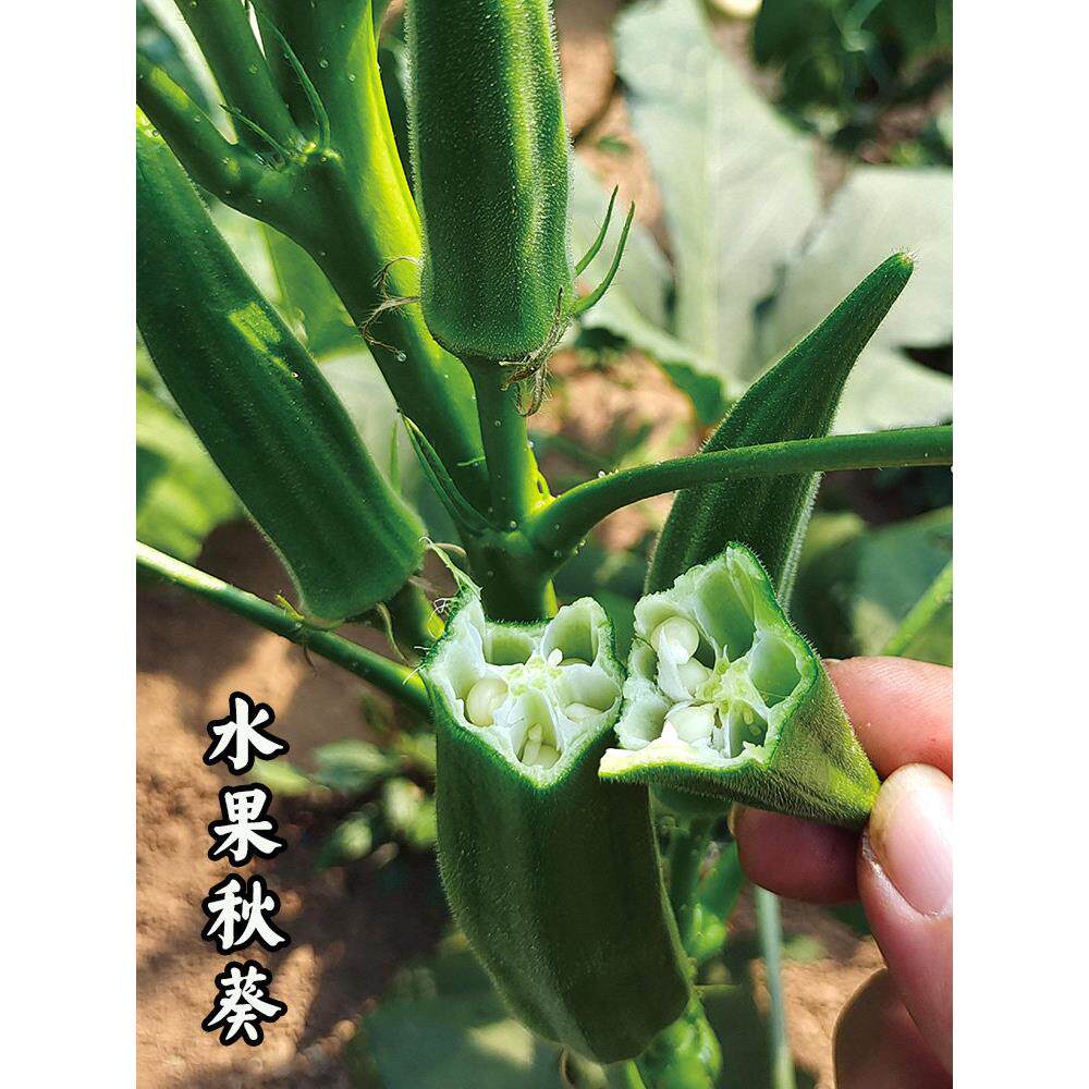 水果秋葵种子籽苗高产四季