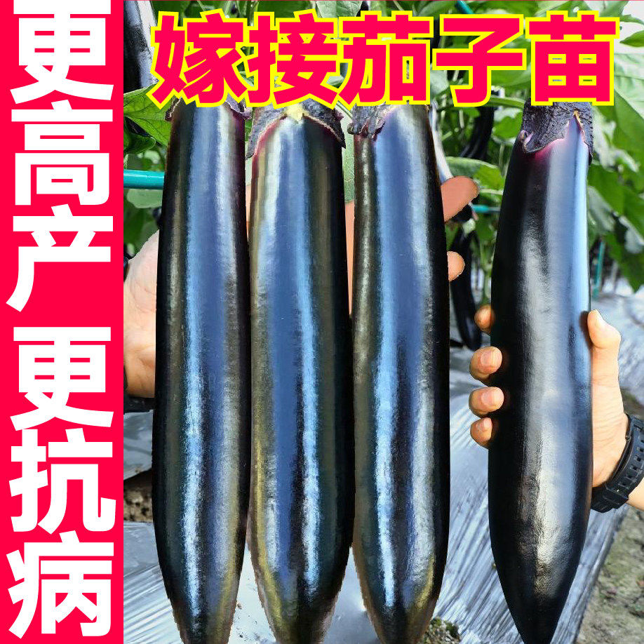 高产抗病寿光嫁接茄子苗秧紫黑圆茄黑宝黑帅大龙长茄种子盆栽四季