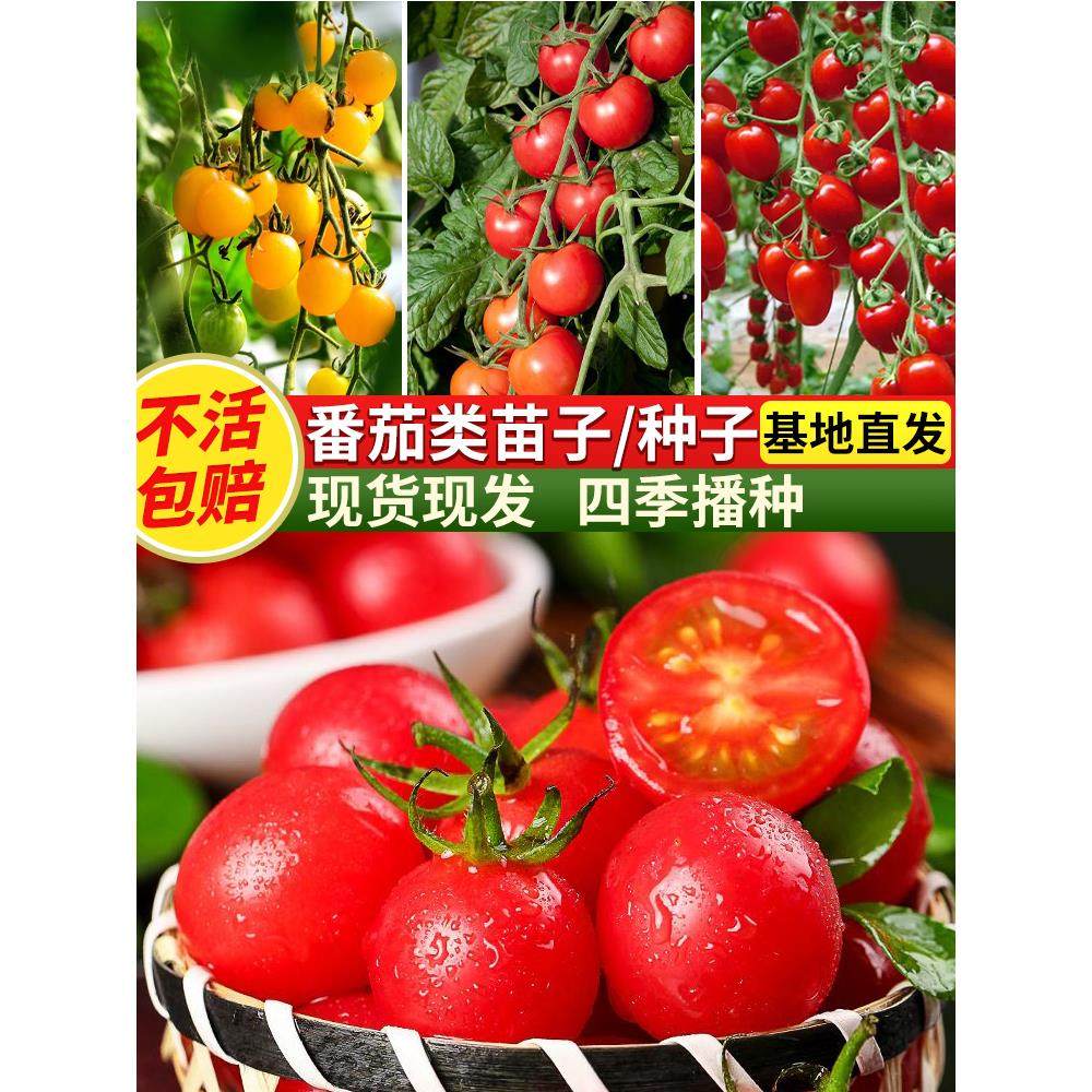 矮生番茄苗千禧小圣女果大